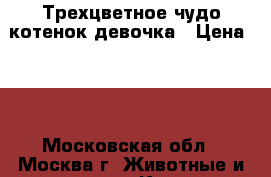 Трехцветное чудо-котенок девочка › Цена ­ 1 - Московская обл., Москва г. Животные и растения » Кошки   . Московская обл.,Москва г.